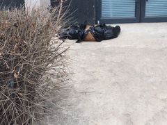 -派美特宠物医院·核磁CT·骨科肿瘤·疑难转诊(沈农禾丰店)