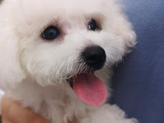 -翊宠yipet猫狗购宠庄园犬舍•猫舍