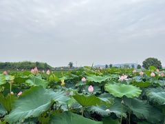 -良渚古城遗址公园