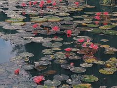 -中国科学院西双版纳热带植物园