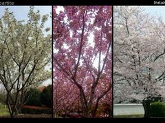 android_upload_pic-高东镇樱花园