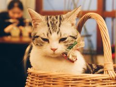 -共舞时光猫咖·狗咖(新街口店)