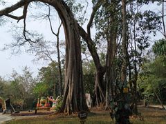 -瑞丽独树成林风景区