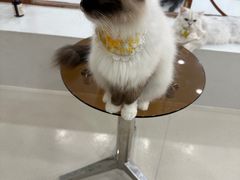 -共舞时光猫咖·狗咖(新街口店)