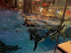 -帝企鹅自助餐厅•儿童岛•真企鹅(长隆企鹅酒店)