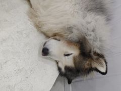-汪说·狗咖·拼豆·宠物周边DIY(旺城大厦店)