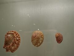 -青岛贝壳博物馆