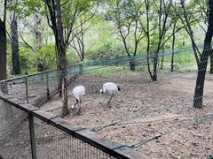 -沈阳鸟岛