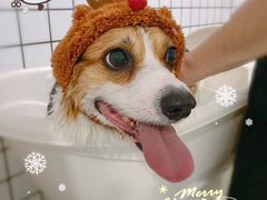 -BABYDOG宝贝狗宠物乐园(欧洲城店)