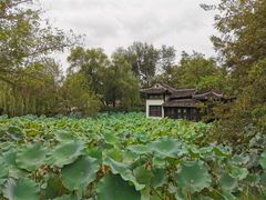 -盆景园(扬州大运河文化旅游度假区)