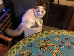 -猫大福·Fortune Cat猫舍(百子湾店)