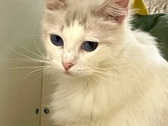 -猫域·湾主题猫咖·宠物吧(南坪城市广场店)