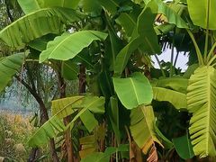 -眉山湿地公园(东坡区)