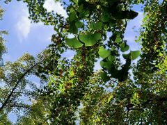 -三里屯东五街银杏大道