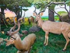 -国家自然博物馆