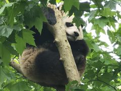 -都江堰中华大熊猫苑