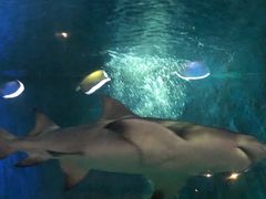 -华夏文旅海洋公园