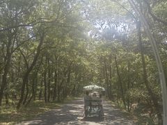 -日照海滨国家森林公园