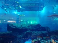 -迪拜水族馆及水下动物园
