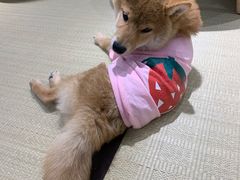 -逗柴咖啡屋·狗咖猫咖宠物桌游