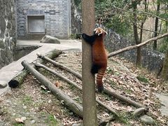 -都江堰中华大熊猫苑