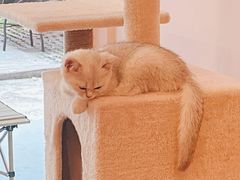 -猫咪派对(江南西店)