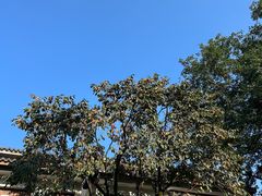 -龙井壹号·茶缘山景宴(龙井村店)