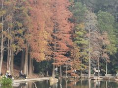 -深圳仙湖植物园