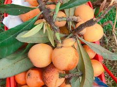 -塘栖枇杷特色园区