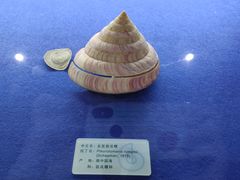 -贝壳王国博物馆