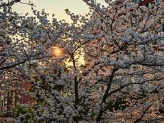 -高东镇樱花园