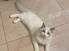 -宠福鑫康馨动物医院·骨科·眼科