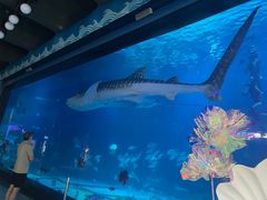 -烟台海昌鲸鲨海洋公园