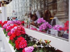 -Cafe Sacher(WIEN)