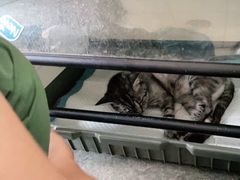 -安安宠医·安宠宠物医院