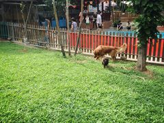 -良成狗狗乐园