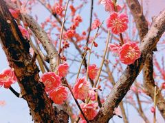 -东平国家森林公园