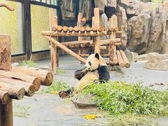 -上海野生动物园