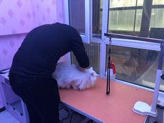 -喵百万·布偶·蓝金金渐层英短·猫舍(百子湾店)