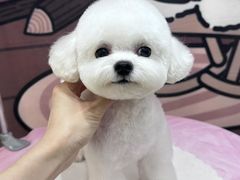 -翊宠yipet猫狗购宠庄园