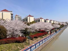 -高东镇樱花园