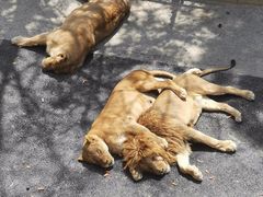 -大连森林动物园