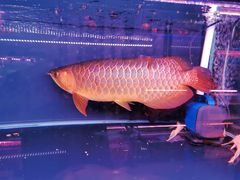 -三旗百汇商品城