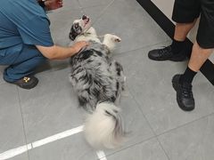 -贝利宠物医院·骨科·眼科·肿瘤转诊中心(南坪诊疗中心)