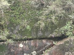 -大鄣山卧龙谷景区