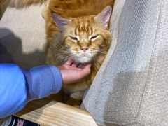 -藏猫猫咖啡主题馆(中央大道店)