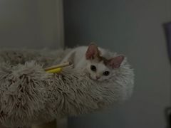 -山宅一喵德文卷毛猫舍
