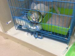 -菲丽丝宠物医院·24小时·猫科中心·免疫点(淮海分院)