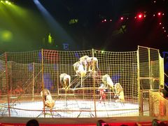 -珠海横琴长隆《卡卡虎奇遇记》