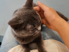 -猫友咖啡店(玉林西路店)